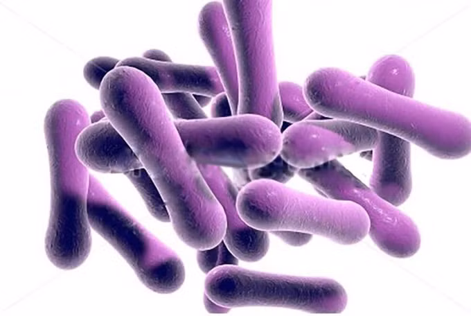 Vi khuẩn Corynebacterium diphtheriae gây ra bệnh bạch hầu