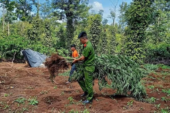 539 cây cần sa được trồng tại nơi này.