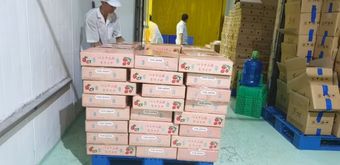 Vải thiều tươi được phân phối đến các siêu thị. Ảnh: Hồng Quang.