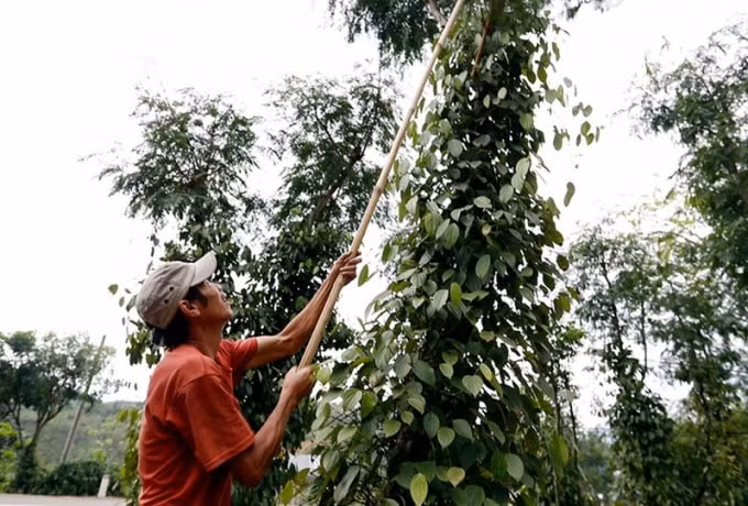 Phiên giao dịch gần nhất giá tiêu Tây Nguyên, miền Nam giảm thêm 500 – 1.000 đồng/kg. Ảnh minh họa.