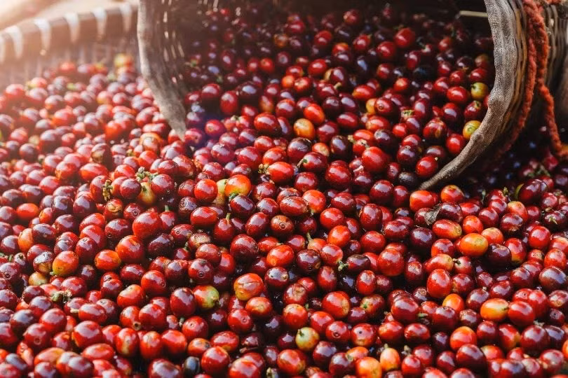 Giá nông sản hôm nay 31/5/2025: Giá cà phê trượt mạnh sát mốc 180.000 đồng/kg, nông dân đứng trước nguy cơ lỗ nặng