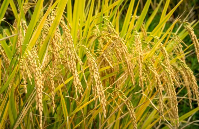 9 điều thú vị về lúa gạo chắc chắn bạn chưa biết - Swissfertz Vietnam Co., Ltd..