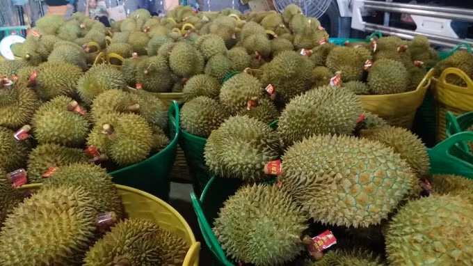 Khoảng 7000 tấn sầu riêng tại Cai Lậy, Tiền Giang chưa tiêu thụ được vì ảnh hưởng đại dịch corona. Ảnh: ĐK
