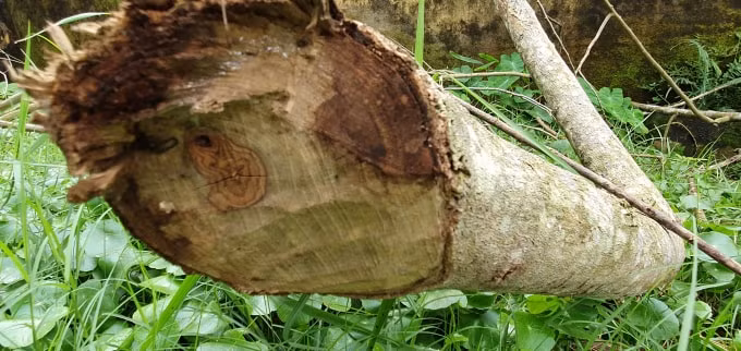 Nhiều nhánh, cành của 2 cây sưa đang còn sót lại tại hiện trường trong khuôn viên Bảo tàng huyện Hoằng Hoá, tỉnh Thanh Hoá