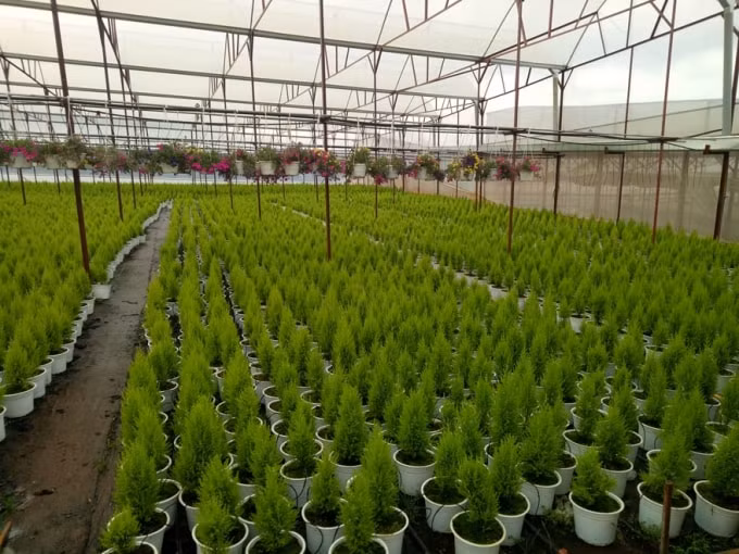 Những cây thông và giỏ hoa cảnh được trồng theo công nghệ của Isarel.