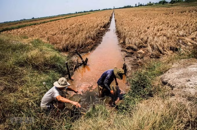 Hạn mặn đang gây thiệt hại nghiêm trọng cho sản xuất và đời sống người dân ĐBSCL. Ảnh: ĐĐK