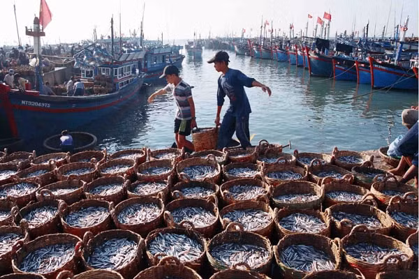 Dự án với mục tiêu nâng cao năng lực quản lý và giá trị gia tăng sản phẩm thuỷ sản, hội nhập quốc tế, thích ứng biến đổi khí hậu. (Ảnh minh họa)
