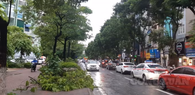 Cây cối gãy đổ tại đường Trần Đăng Ninh (quận Cầu Giấy)