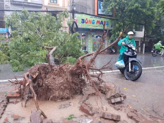 Mưa lớn và gió đã làm gẫy đổ nhiều cây xanh trên các tuyến phố Hà Nội. (Ảnh: TNMT)