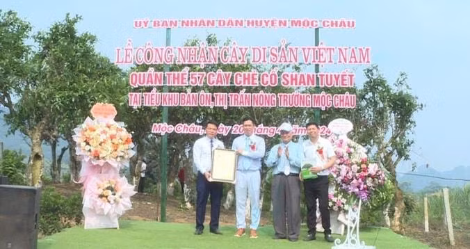 57 cay che co shan tuyet o moc chau la cay di san viet nam hinh 1