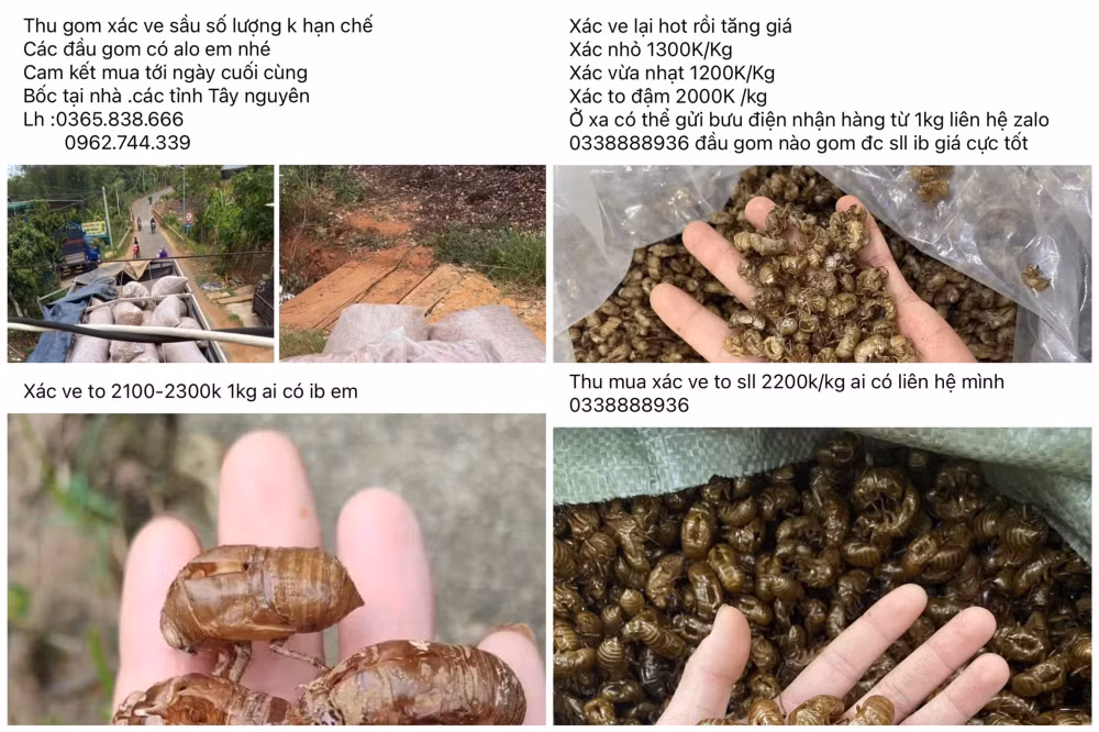 xac ve sau dau mua duoc het gia 25 trieu dong kg hinh 1
