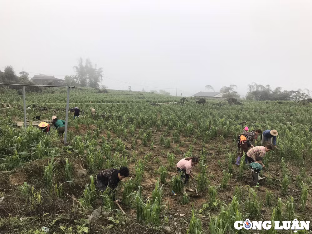 ha giang mua da lam thiet hai hang tram hecta cay rau mau hinh 4