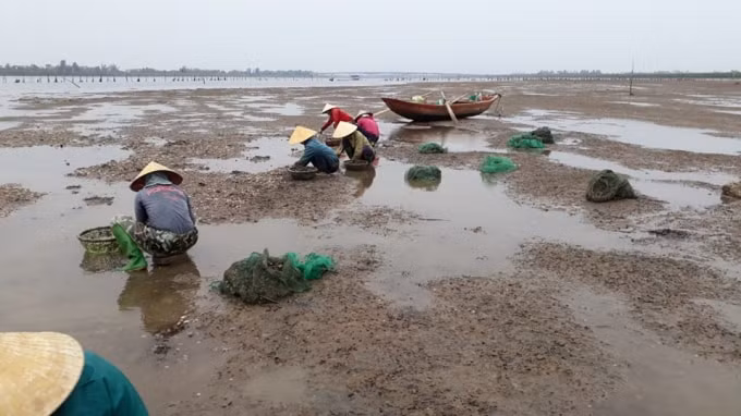Theo thống kê, tổng số diện tích nuôi có nghêu bị chết là 79,85ha của 38 hộ dân, mức độ ngao bị chết trên 55%, sản lượng ước thiệt hại 263,5 tấn.