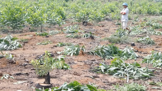 Không thông báo, xã thuê người đốn hạ keo lá tràm của người dân.