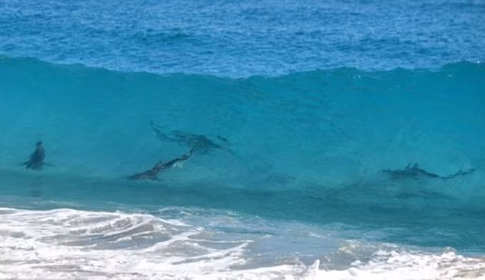 Bãi biển New Smyrna ở Florida còn được gọi là “thủ đô cá mập của thế giới”.