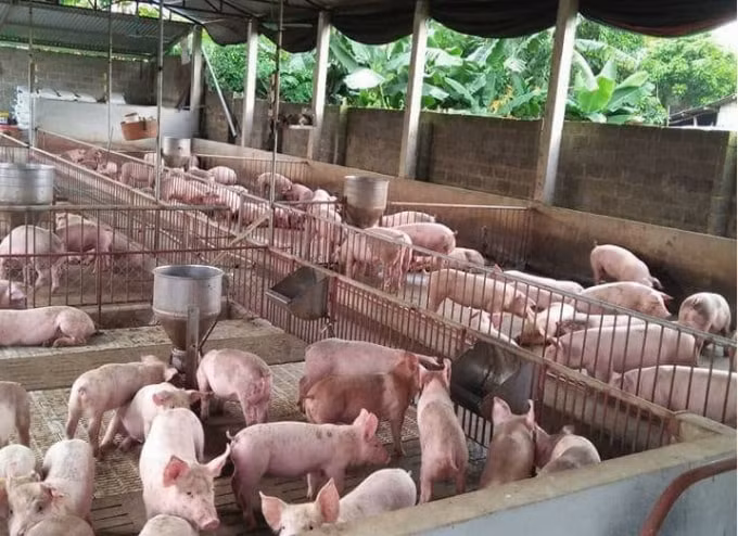 Gía heo hơi hôm nay giảm nhẹ trên cả 3 miền, với mức giảm từ 1.000 - 2.000 đồng/kg. Ảnh minh họa.