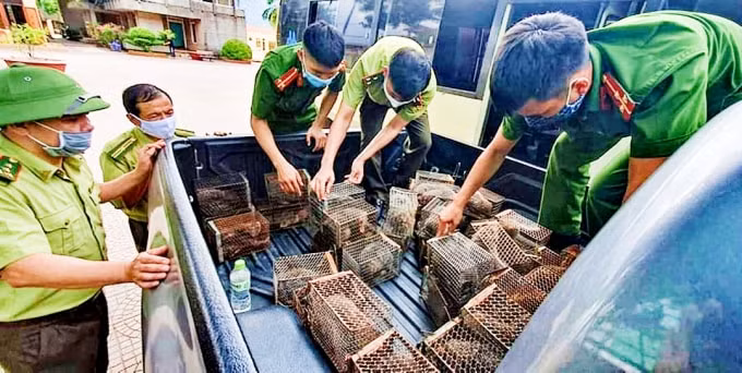 Lực lượng chức năng Hà Tĩnh thu giữ 45 con dúi còn sống