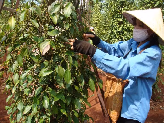Giá hồ tiêu hôm nay đi ngang chờ động thái mới. Ảnh minh họa.