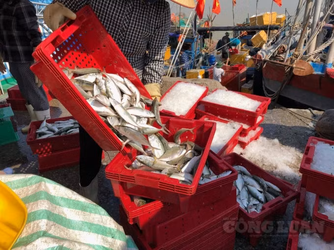 Những mẻ cá về tươi ngon