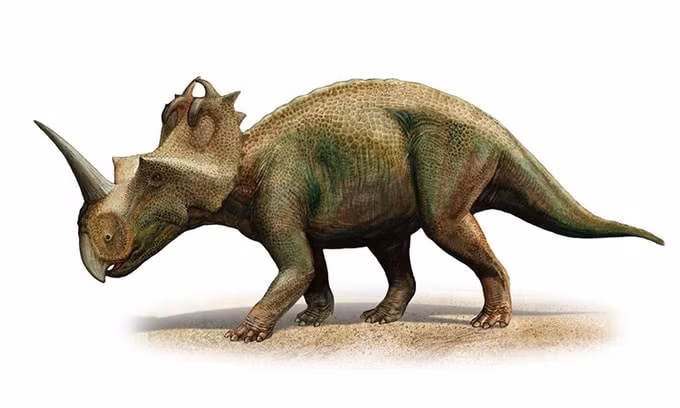 Các nhà khoa học đã phục dựng loài Centrosaurus apertus. Ảnh: internet.