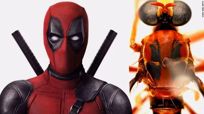 Phản siêu anh hùng Deadpool và ruồi Humorolethalis sergius. Ảnh: internet.