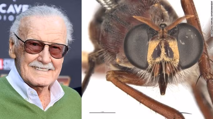 Hình ảnh huyền thoại Stan Lee của Marvel và ruồi Daptolestes leei. Ảnh: internet.