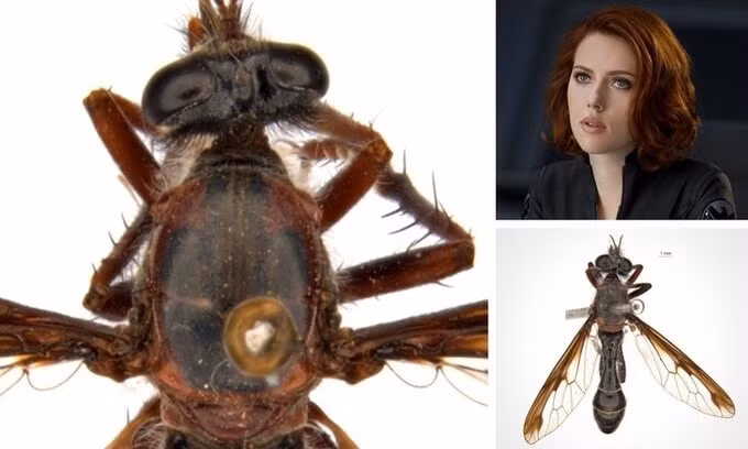 Loài ruồi Black Widow có cơ thể màu đen giống trang phục của nữ anh hùng Marvel. Ảnh: internet.