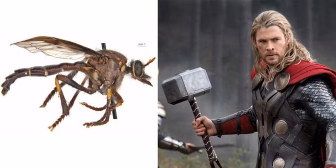 Hình ảnh ruồi Thor và Thần sấm. Ảnh: internet.