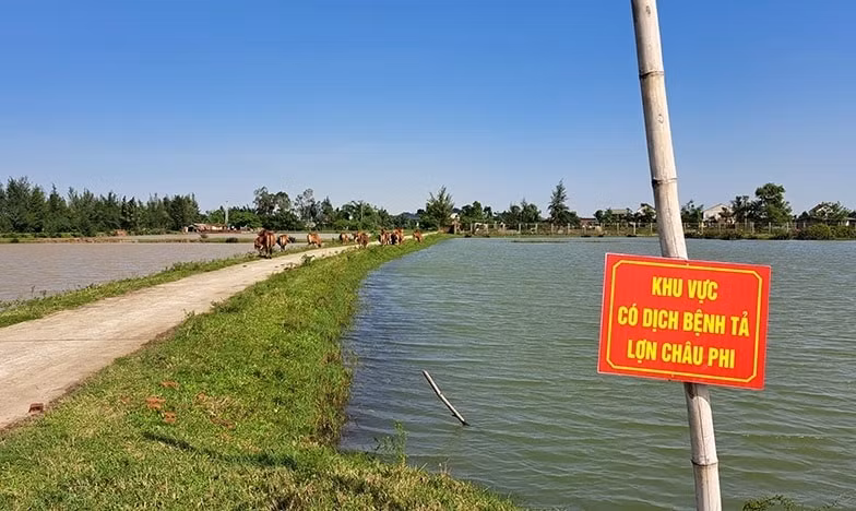 ha tinh chu dong phong chong dich ta lon chau phi dien bien phuc tap hinh 1