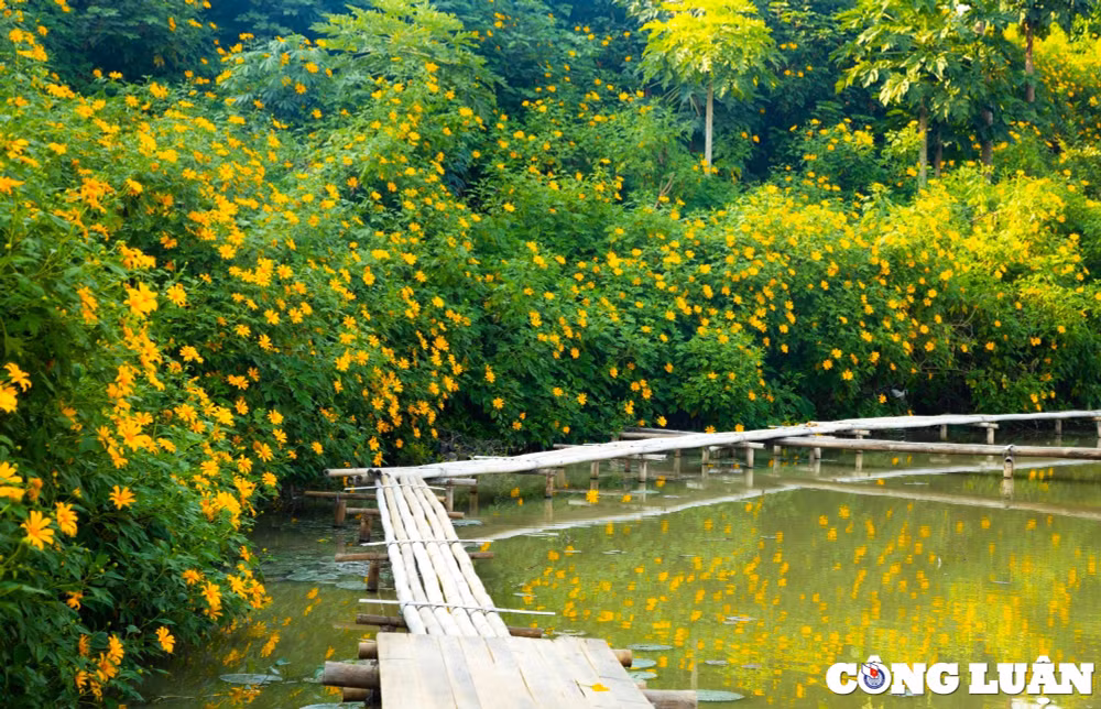 hoa da quy khoe sac vang ruc ro giua long thu do ha noi hinh 6