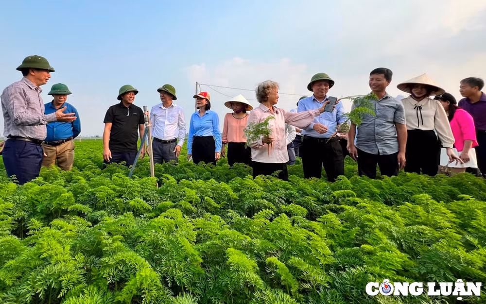 hai duong quang ba cac mo hinh san xuat cay vu dong lon nhat o phia bac hinh 1