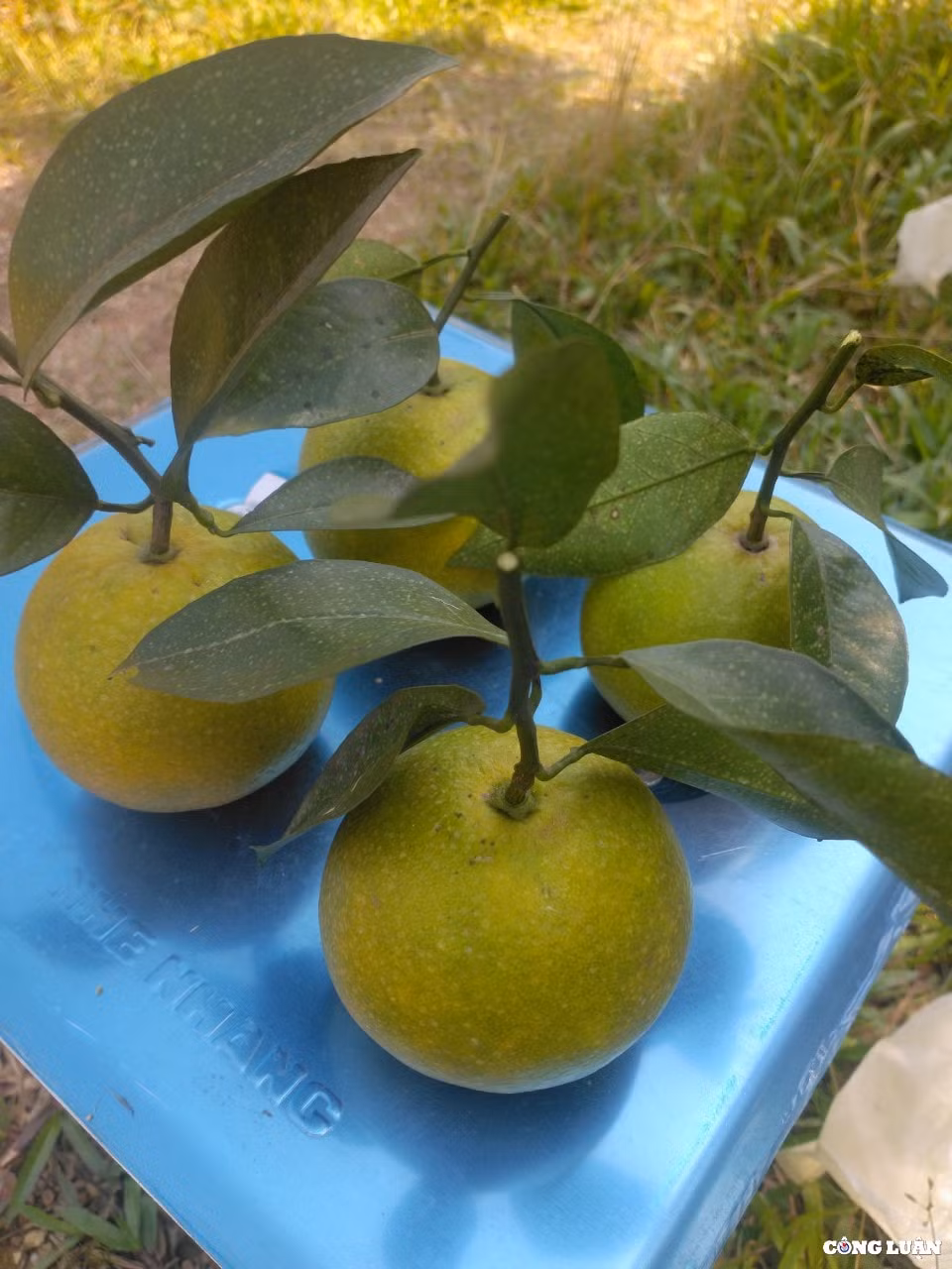 thu phu cam o ha tinh vao mua thu hoach hinh 11