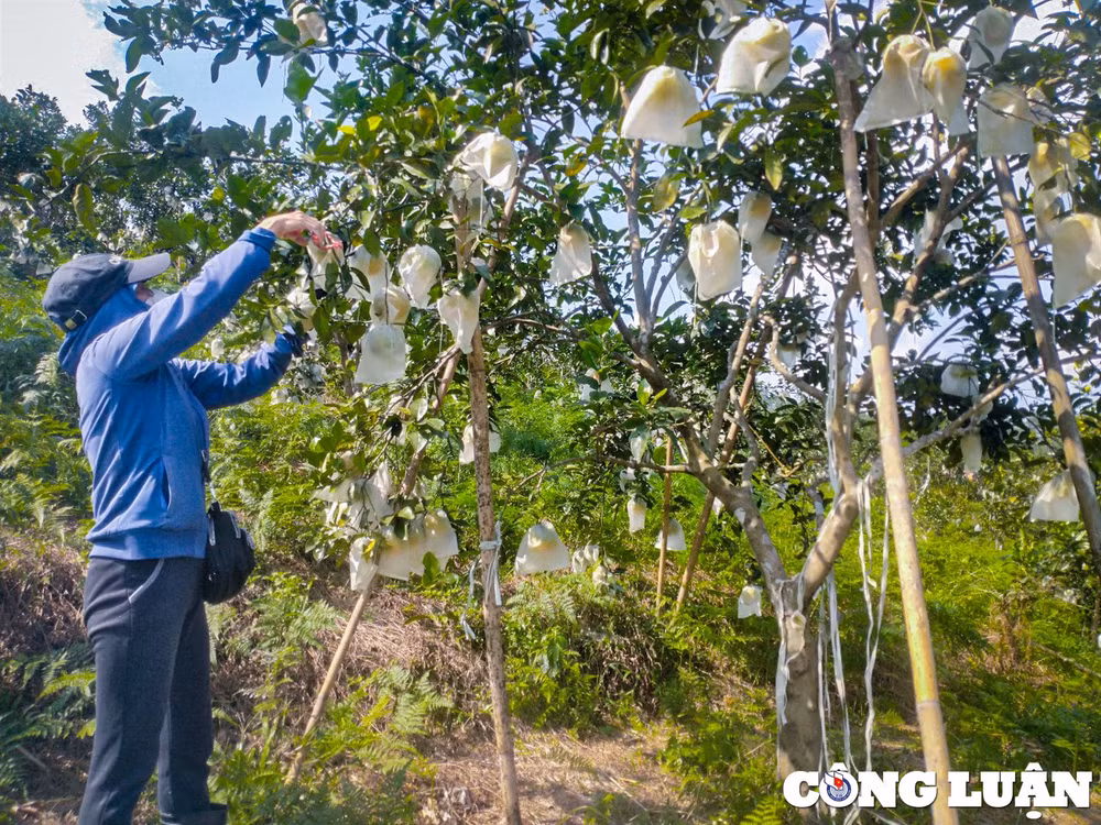 thu phu cam o ha tinh vao mua thu hoach hinh 8