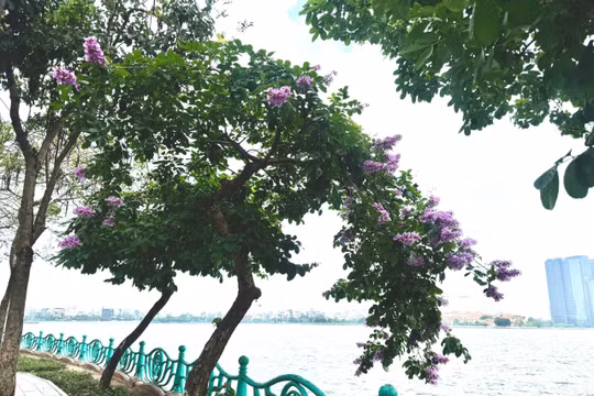 Hà Nội dịu dàng trong sắc tím bằng lăng