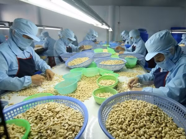 Việc ký kết Hiệp định EVFTA được nhận định sẽ đem lại nhiều cơ hội cho ngành điều. (Ảnh TL)
