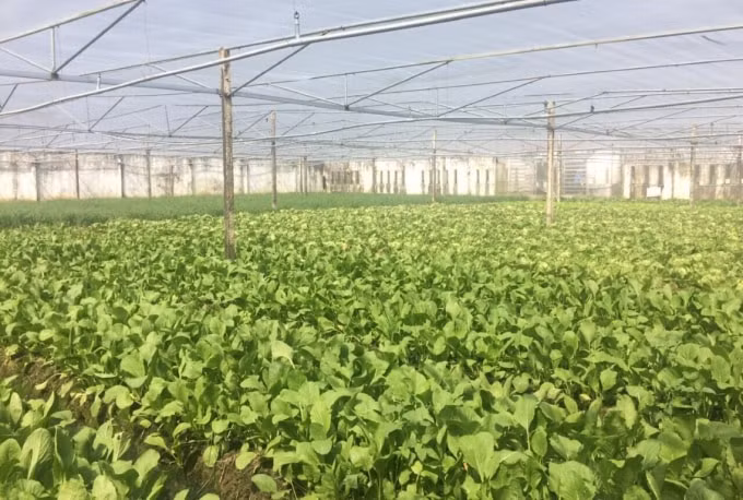 Mỹ Xuyên đẩy mạnh áp dụng tiến bộ khoa học kỹ thuật trong sản xuất nông nghiệp.