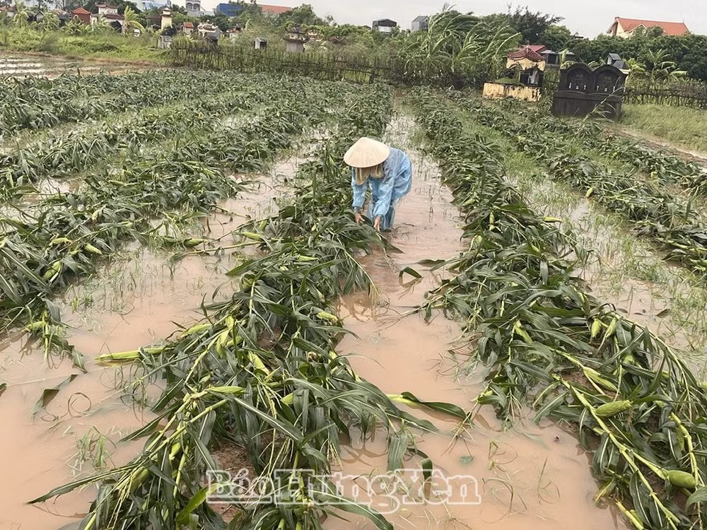 hung yen tap trung khac phuc hau qua do anh huong cua bao so 3 hinh 2