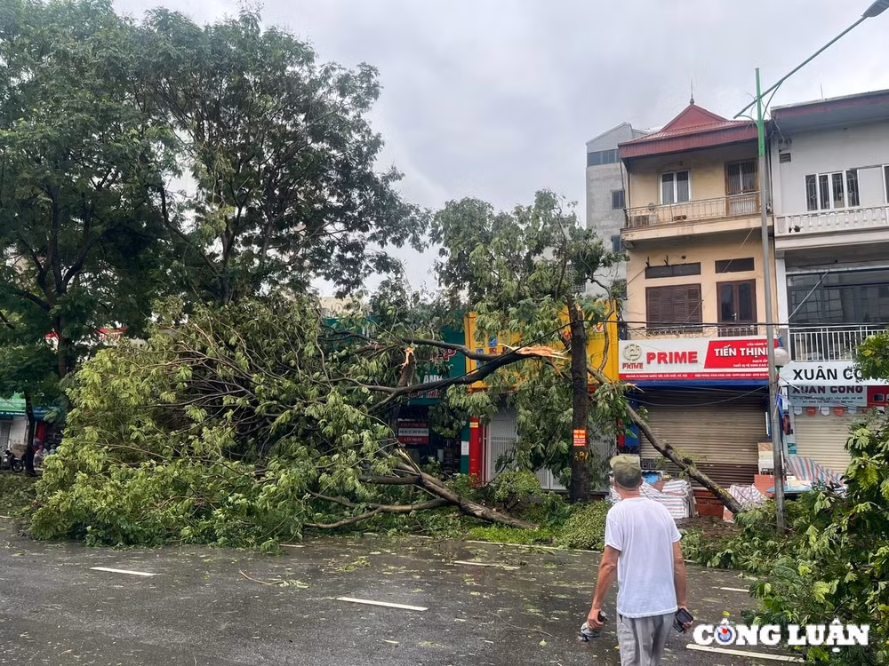 ha noi cay xanh gay do ngon ngang tren nhieu tuyen duong sau bao yagi hinh 15