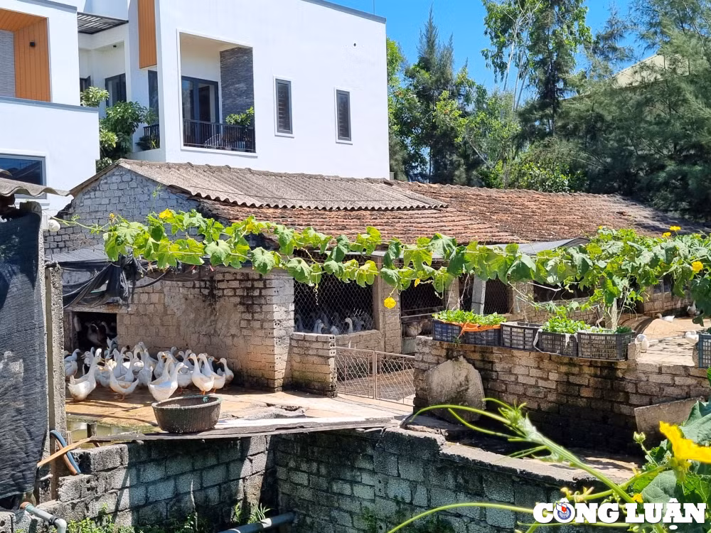 ubnd huyen quynh luu yeu cau xa quynh hung bao cao su viec bao nha bao cong luan phan anh hinh 1