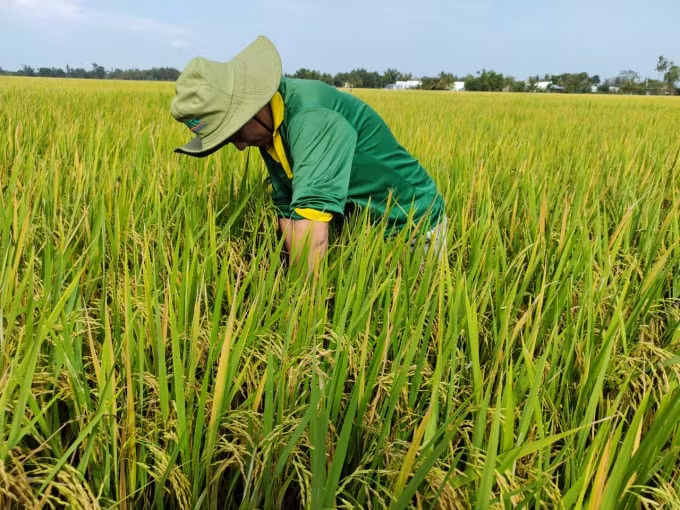 ca mau nhan rong cac mo hinh san xuat nong nghiep dat hieu qua hinh 2