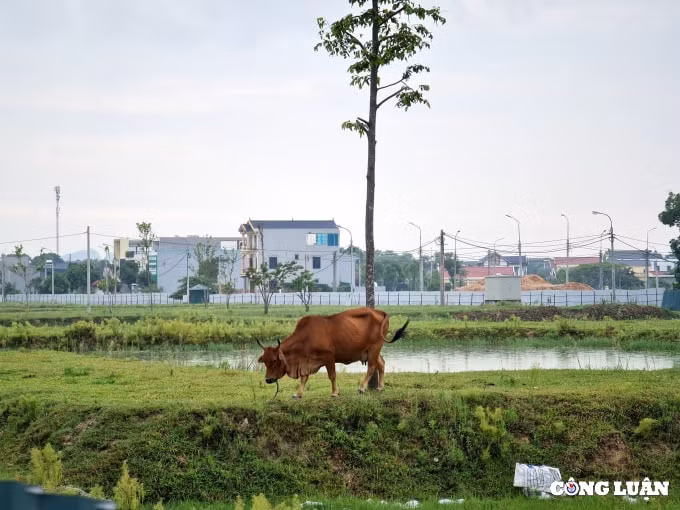 thanh hoa xot xa du an hon 600 ty bo hoang nhieu nam lien hinh 2