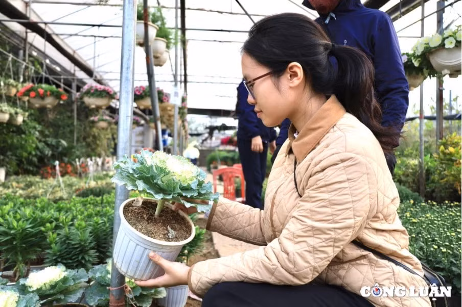 thu choi hoa doc la loai hoa vua de cam vua co the an hinh 4