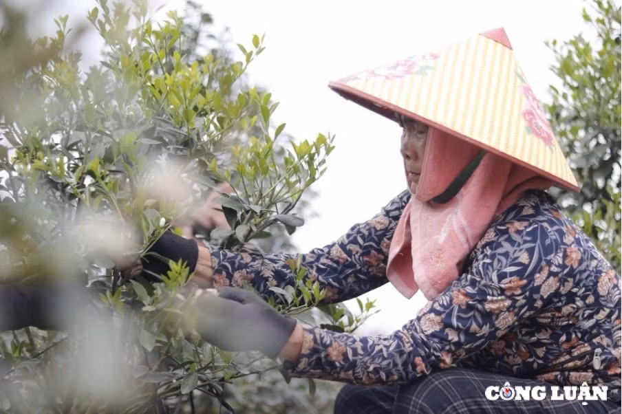 cac nha vuon trong quat dao canh tat bat vao vu moi hinh 2