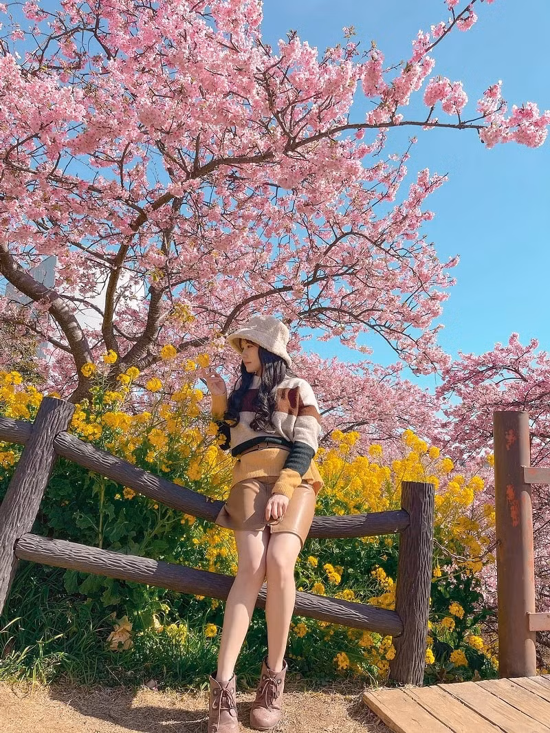 nhung diem ngam hoa anh dao hot nhat nhat ban cho du khach hinh 4
