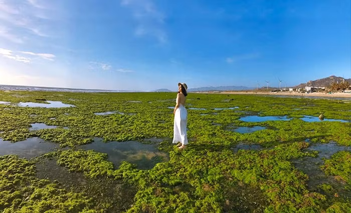 ve dep me hoac cua canh dong rong bien xanh muot o ninh thuan hut khach du lich hinh 3