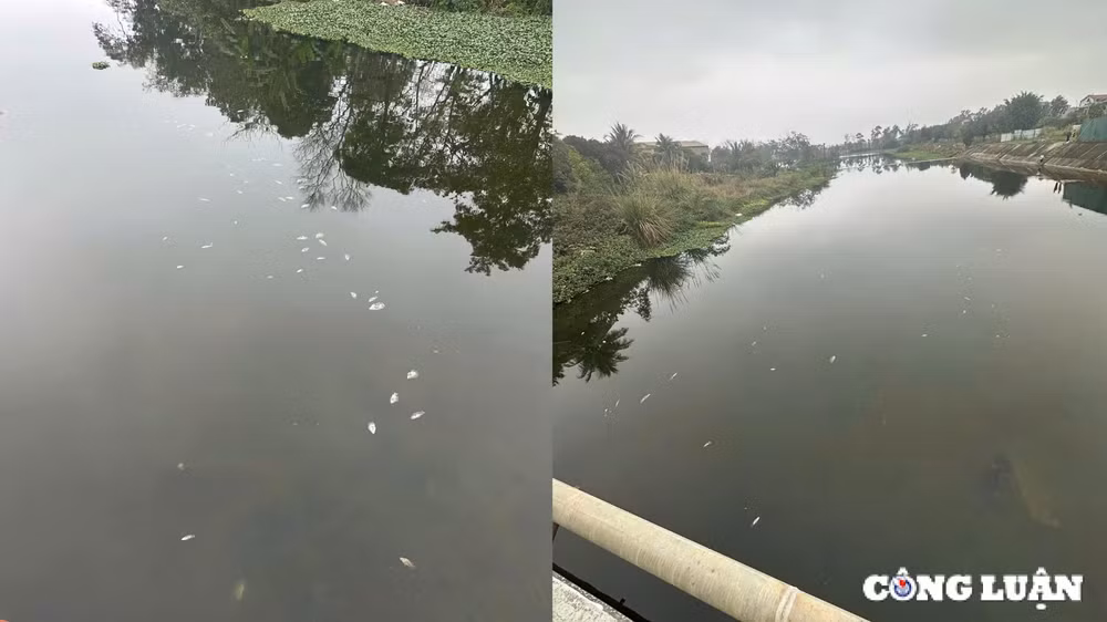 thanh hoa ca chet bat thuong tai suoi co dam thi xa bim son hinh 2