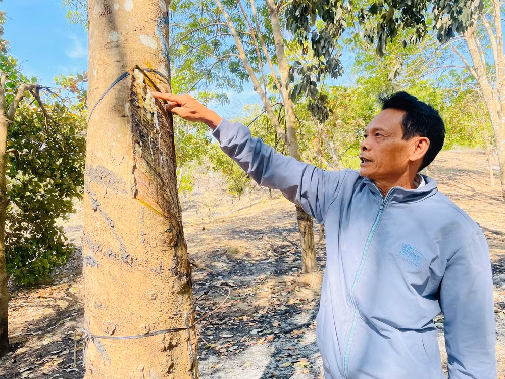 gia lai hon 700 cay cao su va dieu cua mot ho dan bi dot chay hinh 2