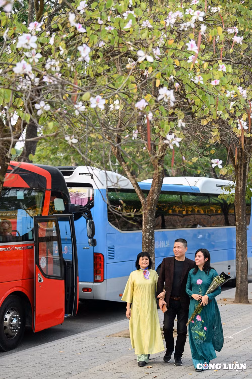 hoa ban tay bac bung no khoe sac giua long ha noi hinh 5