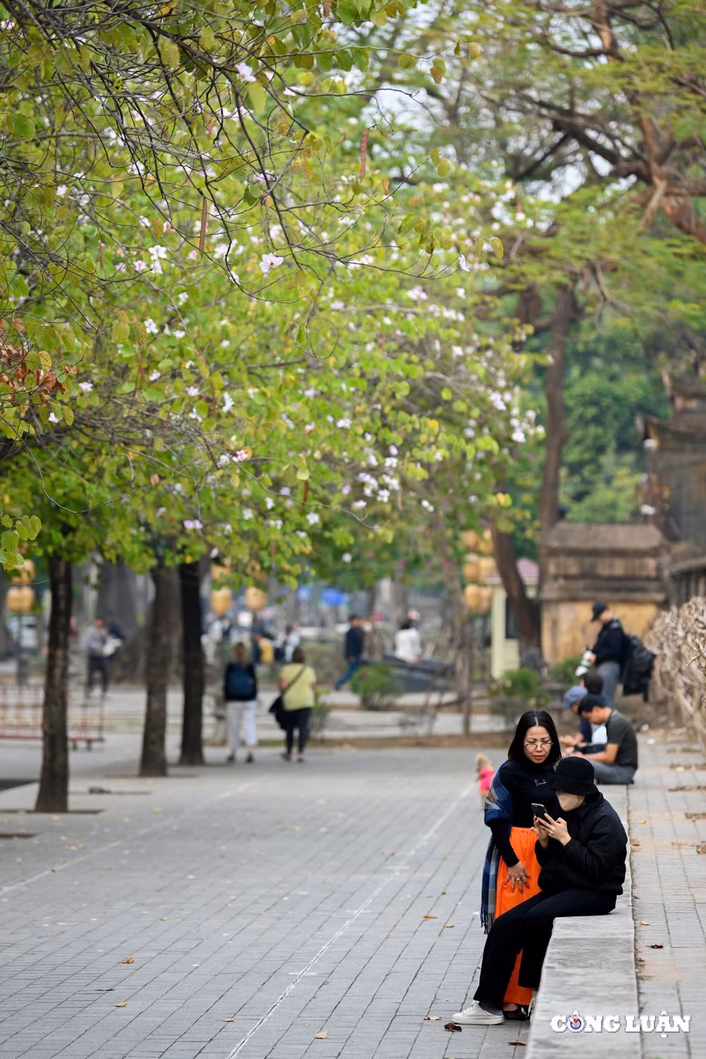hoa ban tay bac bung no khoe sac giua long ha noi hinh 3