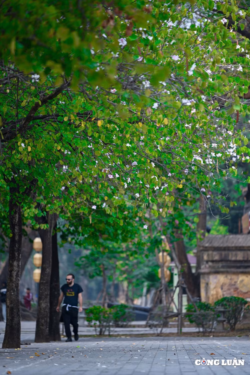 hoa ban tay bac bung no khoe sac giua long ha noi hinh 11